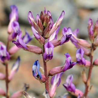 Astragalus tephrodes, Ashen Milkvetch, Southwest Desert Flora